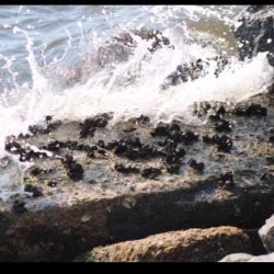 PIRAMBU: Na luta entre o mar e o rochedo, o siri quebra o casco