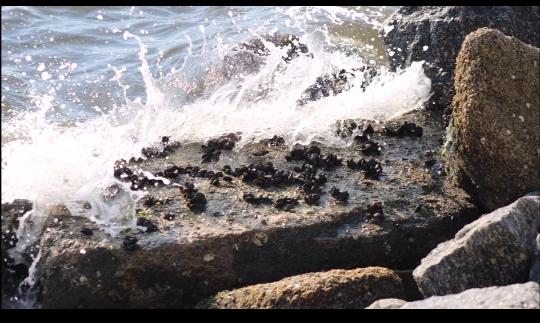 PIRAMBU: Na luta entre o mar e o rochedo, o siri quebra o casco