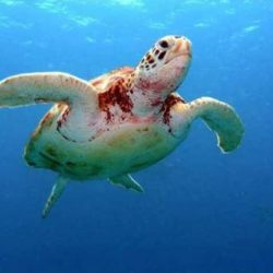 NOTA POLÍTICA: Em defesa do Projeto Tamar, das tartarugas marinhas e da Reserva Biológica de Santa Izabel