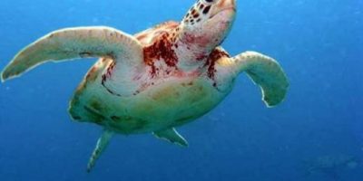 NOTA POLÍTICA: Em defesa do Projeto Tamar, das tartarugas marinhas e da Reserva Biológica de Santa Izabel NOTA POLÍTICA: Em defesa do Projeto Tamar, das tartarugas marinhas e da Reserva Biológica de Santa Izabel