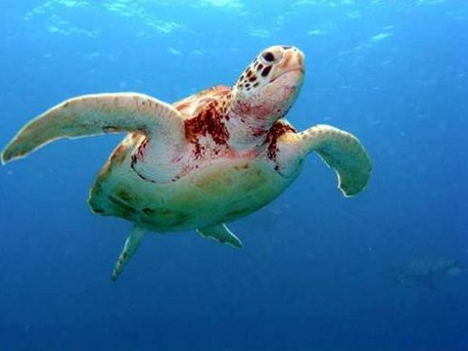 NOTA POLÍTICA: Em defesa do Projeto Tamar, das tartarugas marinhas e da Reserva Biológica de Santa Izabel