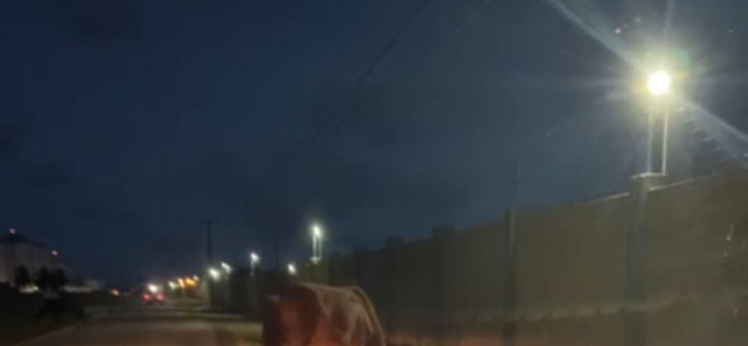 Animais soltos durante a noite em via urbana de Barra dos Coqueiros, provoca transtornos aos moradores da Avenida Mangabeira