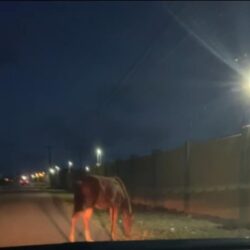 Animais soltos durante a noite em via urbana de Barra dos Coqueiros, provoca transtornos aos moradores da Avenida Mangabeira