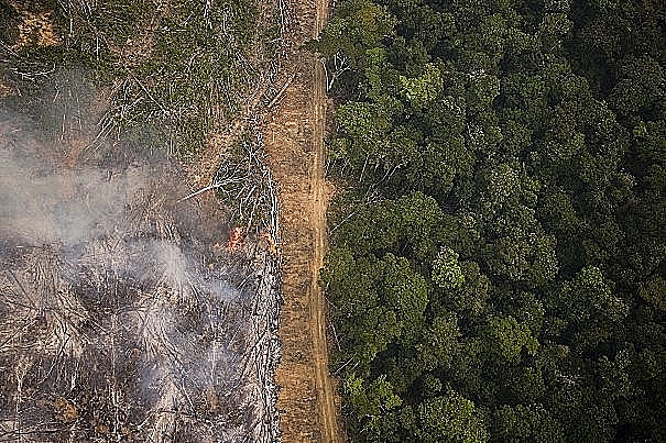 Floresta ameaçada: Efeito Bolsonaro: Amazônia perdeu área do tamanho da Bélgica nos últimos três anos