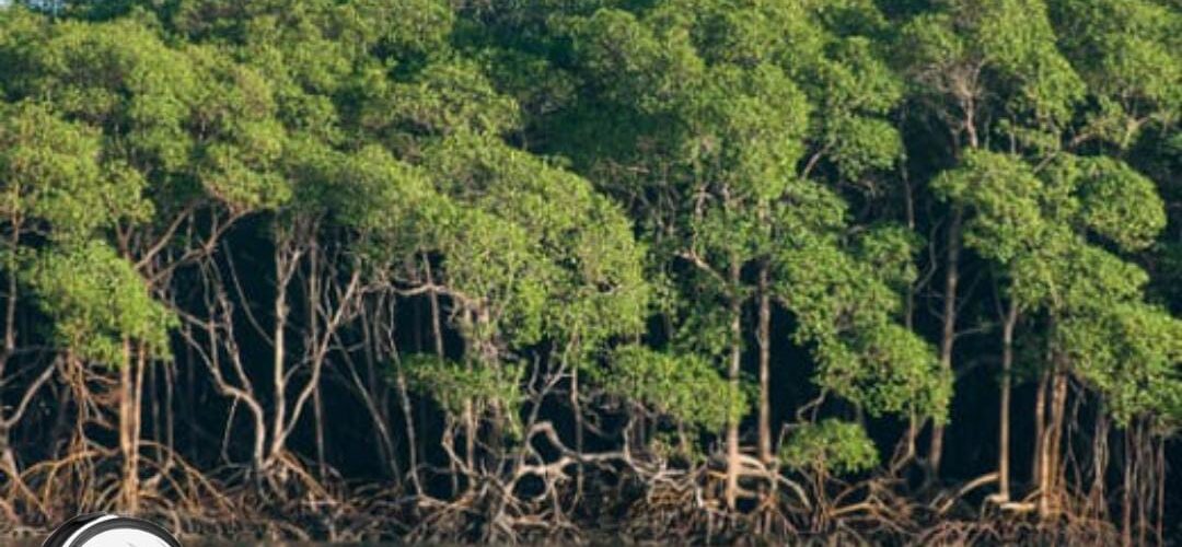 Poeminha: Cadê o mangue/zal que estava aqui?